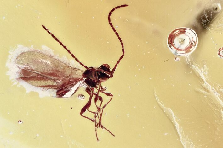 Detailed Fossil Parasitoid Wasp (Diapriidae) In Baltic Amber #367452